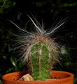 Pilocereus celsianus,Cereus celsianus,Oreocereus maximus,Oreocereus neocelsianus,پرمرد کوههای آند
